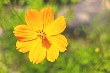 yellow cosmos flowers