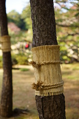 松のこも巻き