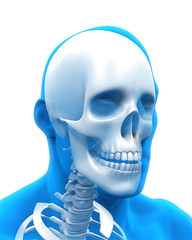 Human Skull Anatomy Illustration © nerthuz