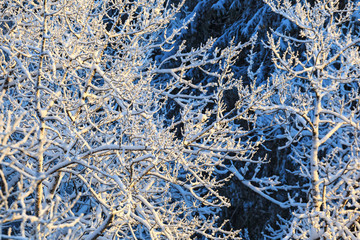 Tree branches with frost