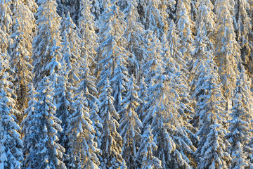 Spruce trees forest with snow