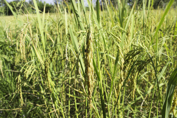 Obraz premium Cornfield Rice