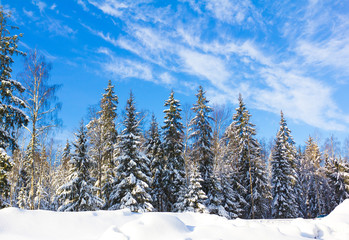 Snow Covered Trees
