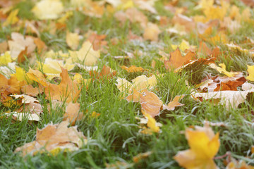frosted maple leaves on grass
