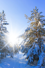 Pure Winter Happiness