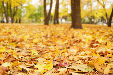 bright autumn leaves on the ground