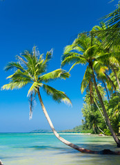 Jungle Lagoon Coconut Coast