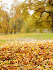 bright autumn leaves on the ground