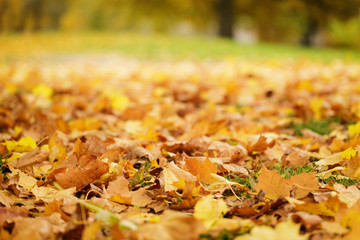 bright autumn leaves on the ground