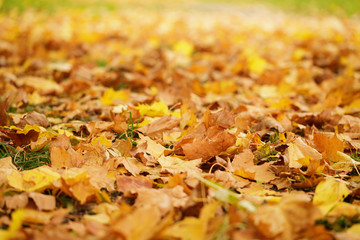 close up photo of autumn leaves on the ground