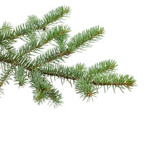 green fir branch for christmas