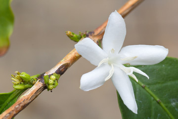 fleur de caféier