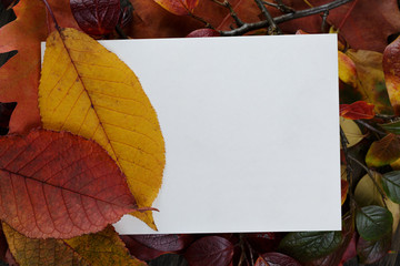 autumn leaves on old oak table with paper card