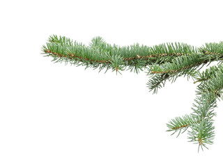 green fir branch for christmas