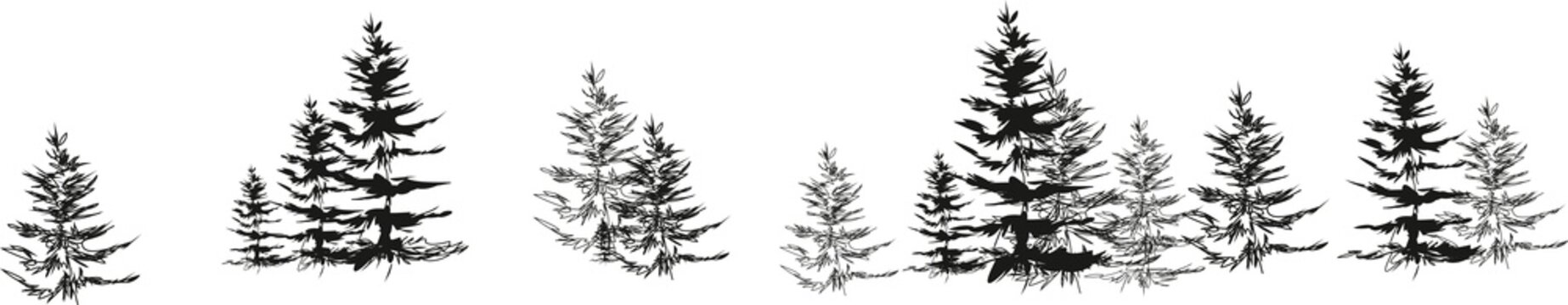 Sketch spruce,