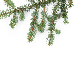 spruce twig on white background