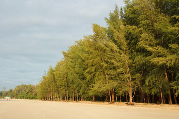 Сосны на пляжу © Zenebio