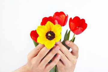 Hands presents red and yellow tulips on a white background