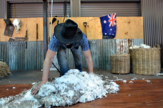 Australian Sheep shearer