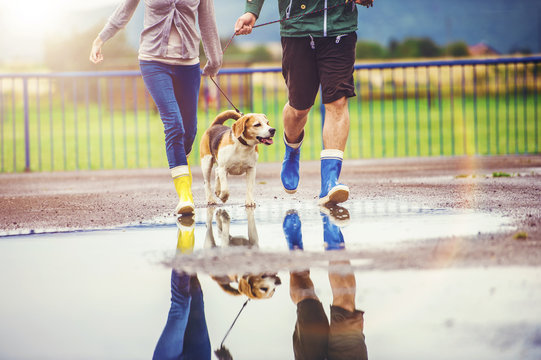 Young couple walk dog in rain