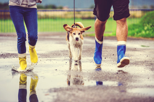 Young Couple Walk Dog In Rain