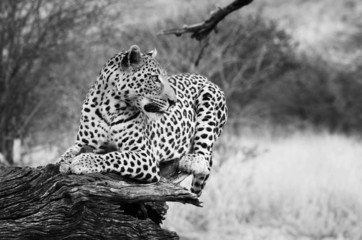 Leopard on tree