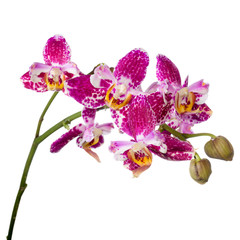 Fototapeta na wymiar Blooming twig purple pyloric spotted with bud orchid, phalaenops