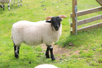 Fototapeta premium Sheep on the meadow
