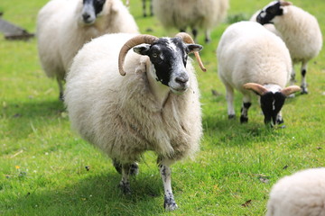 Fototapeta premium Sheep on the meadow