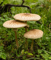 Гриб-зонтик