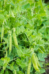 fresh ripe peas growing on the farm, closeup