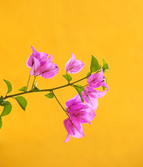 Pink flowers on yellow background (Bougainville)