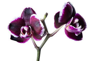 belle cerise noire avec orchidée blanche rim phalaenopsis is isol