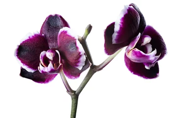 Papier Peint photo Orchidée belle cerise noire avec orchidée blanche rim phalaenopsis is isol