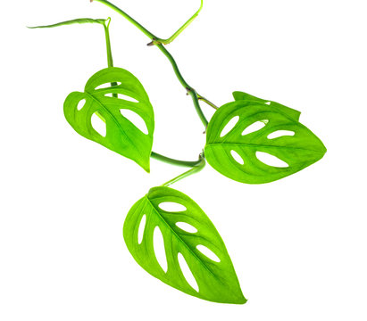 beautiful young green monstera (var. expilata) branch isolated o