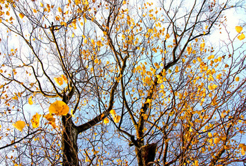 Herbstbäume :)