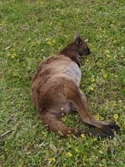 A kangaroo in a fieldwith yellow flowers in Australai