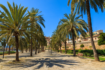 Obraz premium Alley in a park line of palm trees old town, Palma de Majorca