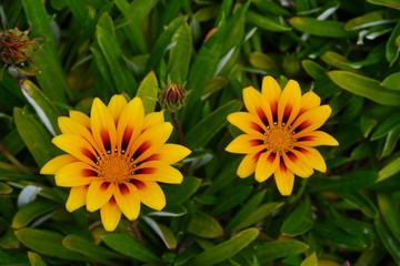 Orange beach daisies or capeweed at the beach of Australia