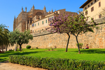 La Seu Cathedral and palm trees in Palma de Mallorca city, Spain