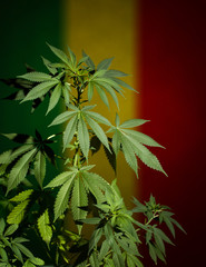 Marijuana plant on rastafarian flag background.