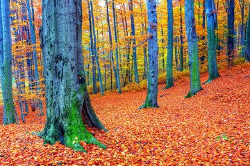 Krajobraz lasu jesienią