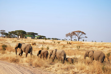 Obraz premium One day of safari in Tanzania - Africa - Elephants