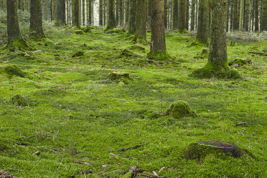 Wald mit Moos