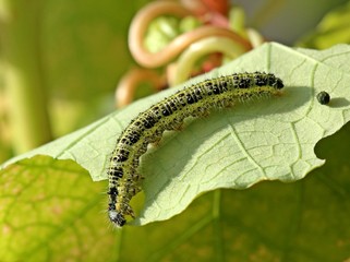 Raupe des Großen Kohlweißlings auf Kapuzinerkresse