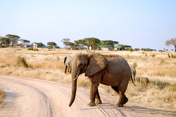 Obraz premium One day of safari in Tanzania - Africa - Elephants
