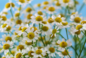 Chamomile flowers, closeup