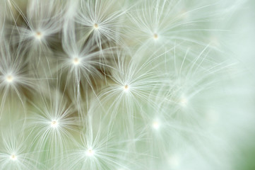 abstract background of dandelion