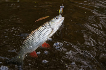 Chub caught on a plastic bait