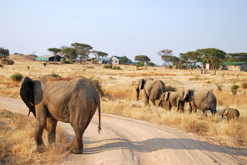 Obraz premium One day of safari in Tanzania - Africa - Elephants